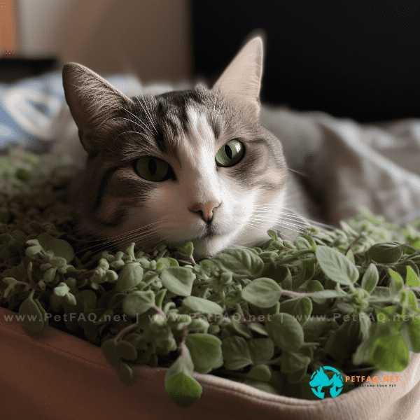 Catnip as a Natural Remedy for Anxiety and Insomnia