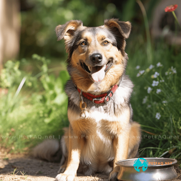 What are some common behavioral problems in dogs that can be linked to health issues?