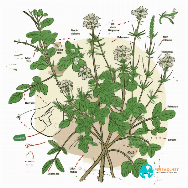 The Anti-inflammatory Properties of Catnip and its Potential for Pain Relief