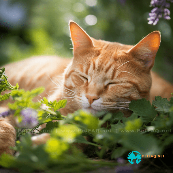 Can catnip be used to help cats sleep better?