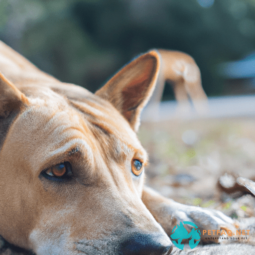 Understanding Separation Anxiety in Dogs