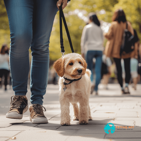 At what age should you start leash training your puppy?