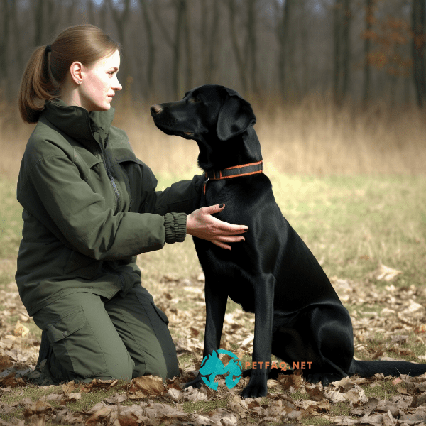 Can you train a dog to respond to commands in different languages?