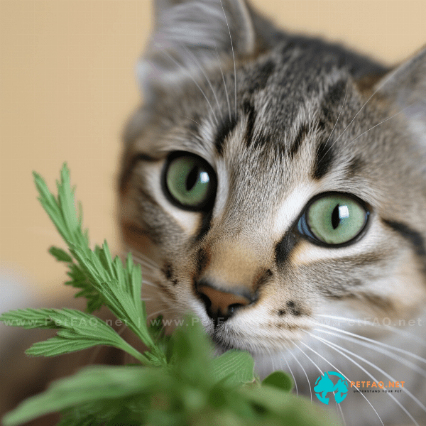 At what age can kittens start to use catnip?