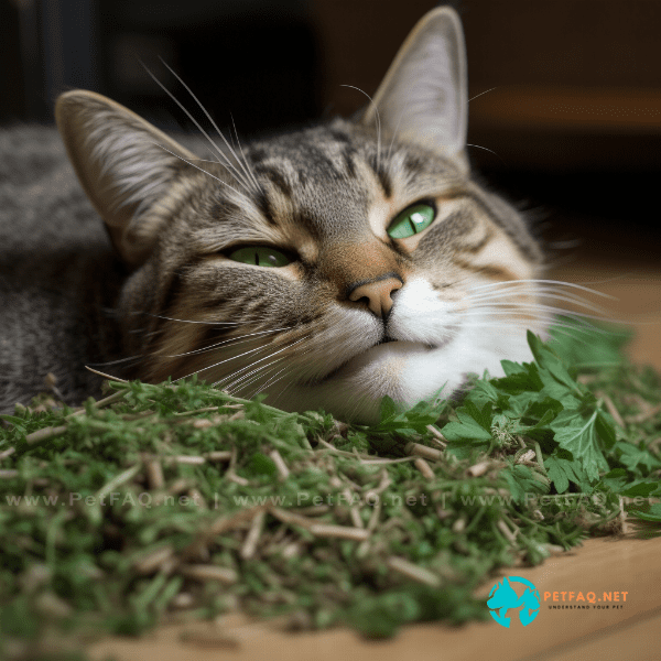 Conclusion: The Wonders of Catnip for a Blissful Feline Life