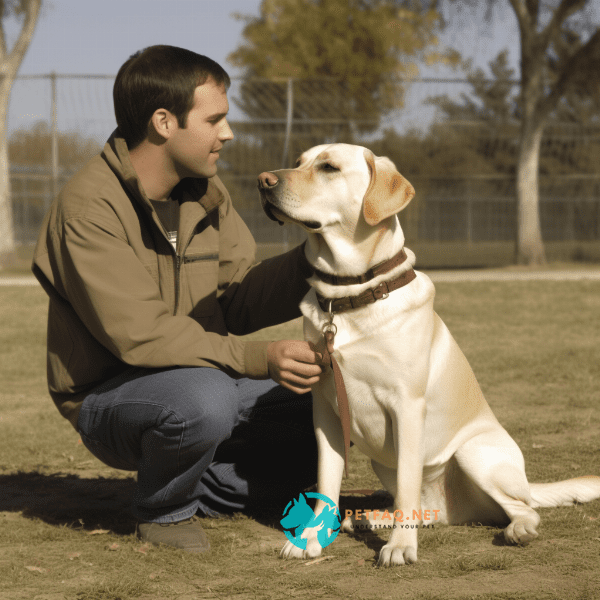 House Training Your Dog: A Step-by-Step Guide