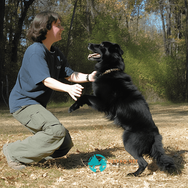 How long does it take to train a dog to be off-leash?