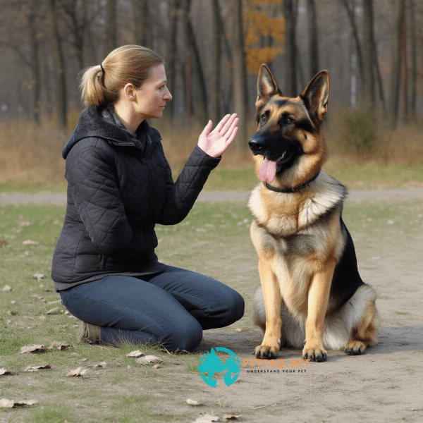 Teaching Basic Commands to Your Dog