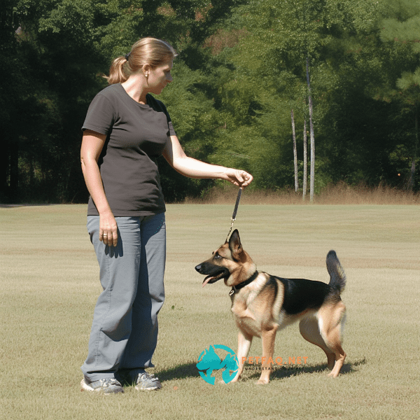 Techniques for successful off-leash training