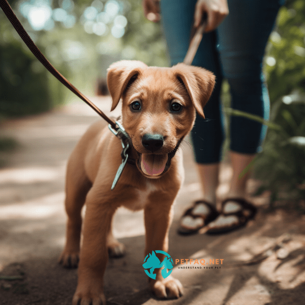 How can you reinforce good leash walking behavior in your puppy?