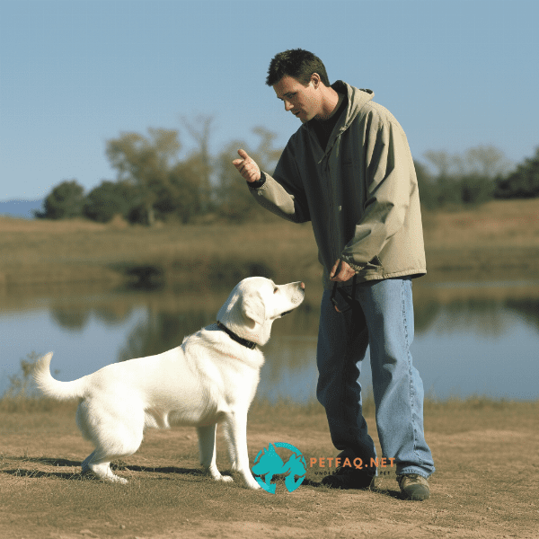 Troubleshooting common challenges in off-leash training