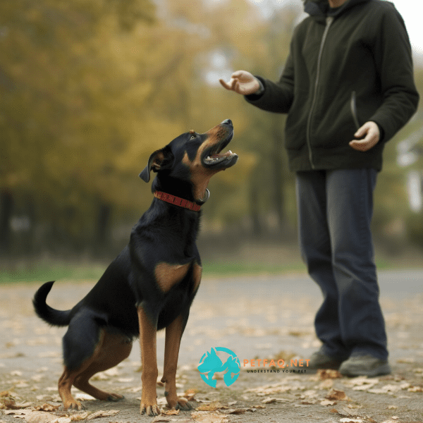 How do I incorporate clicker training into my dog’s daily routine?