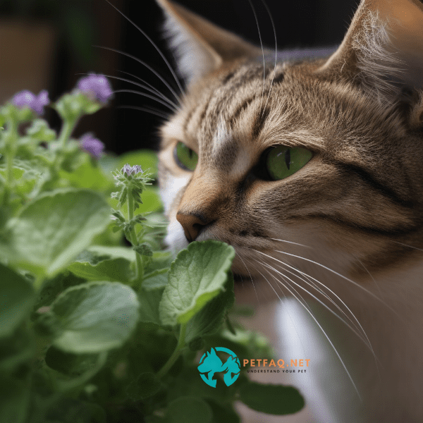 What chemical in catnip makes cats react to it?