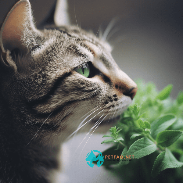 Is it possible for a cat to be addicted to catnip?