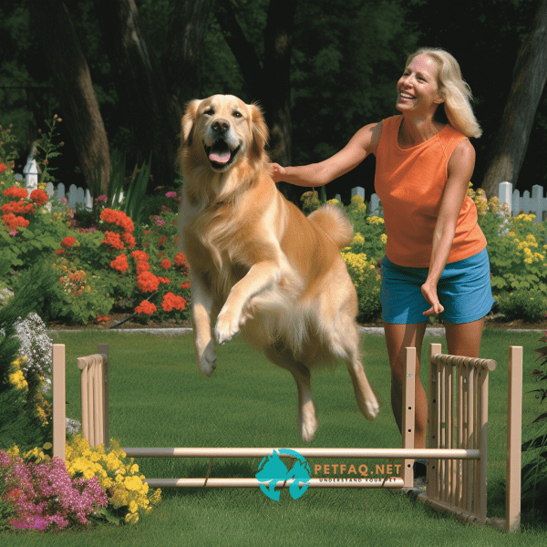 What is agility training for dogs?