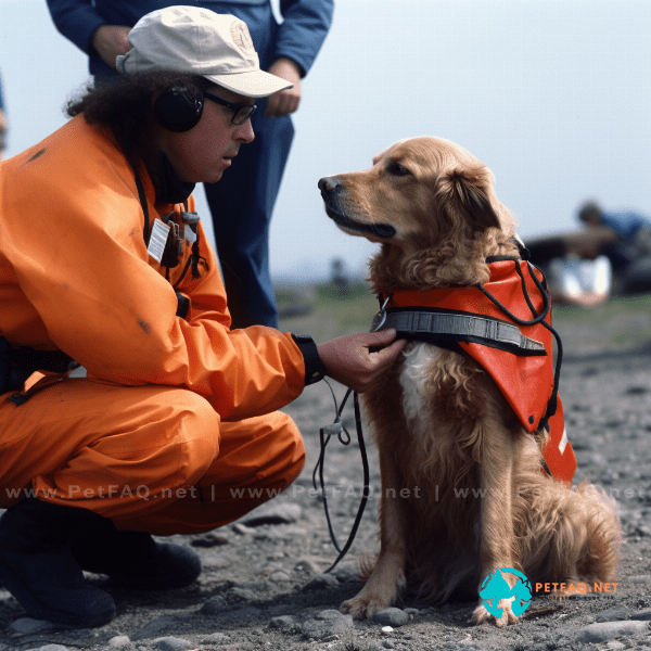 Basic Training for Search and Rescue Dogs: Commands and Skills