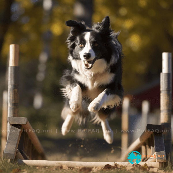 Building Confidence in Reactive Dogs