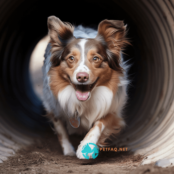 Incorporating Positive Reinforcement in Agility Training