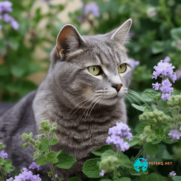 Can catnip seeds be planted in containers?