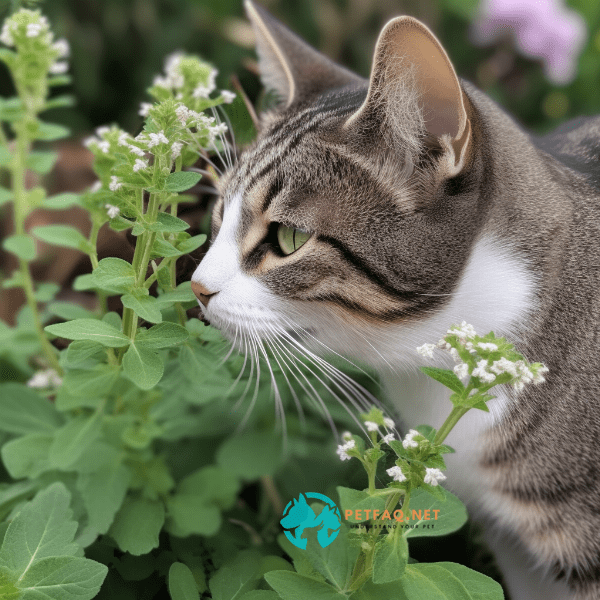 What is Catnip and How Does it Work on Cats